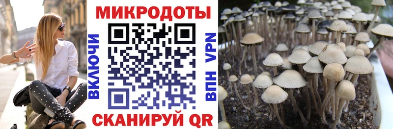 Галлюциногенные грибы Psilocybe  Купить где  Апрелевка 